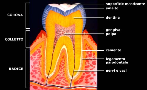 dente